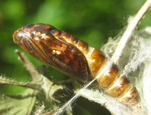 Réf. 304 869 : Chrysodeixis chalcites